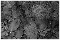 Berries and leaves in the summer. Voyageurs National Park ( black and white)