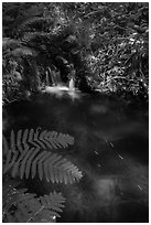 Ferns and cascade. Voyageurs National Park ( black and white)