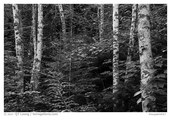 Birch trees in summer. Voyageurs National Park (black and white)