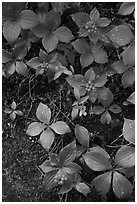 Close-up of red berries and leaves. Voyageurs National Park ( black and white)