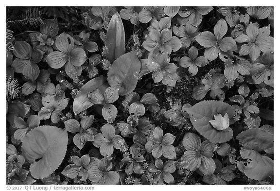 Close-up of summer leaves with fallen autumn leaf. Voyageurs National Park (black and white)