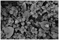 Close-up of summer leaves with fallen autumn leaf. Voyageurs National Park ( black and white)