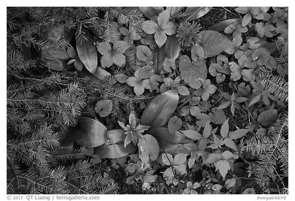 Close up of berries and summer leaves. Voyageurs National Park (black and white)