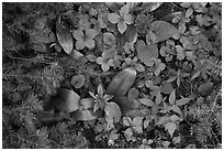 Close up of berries and summer leaves. Voyageurs National Park ( black and white)
