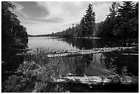 Fallen trees and Beast Lake. Voyageurs National Park ( black and white)