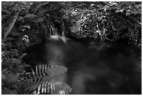 Ferns and stream cascade. Voyageurs National Park ( black and white)
