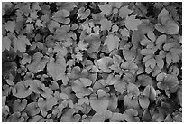 Close up of green undergrowth leaves. Voyageurs National Park ( black and white)