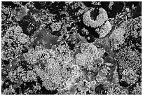 Close-up of lichens. Voyageurs National Park ( black and white)