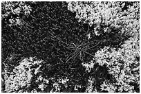 Close-up of mosses and lichens. Voyageurs National Park ( black and white)