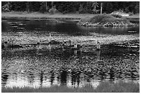 Tree stumps and beaver house. Voyageurs National Park ( black and white)