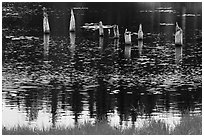 Tree stumps and reflections. Voyageurs National Park ( black and white)