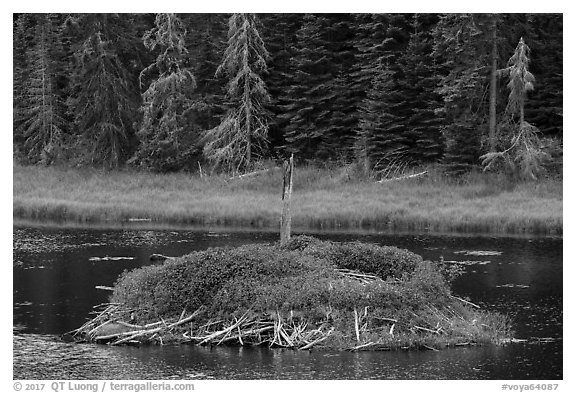 Beaver house. Voyageurs National Park (black and white)