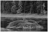 Beaver house. Voyageurs National Park ( black and white)