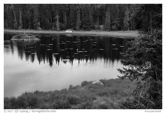 Beaver pond. Voyageurs National Park (black and white)