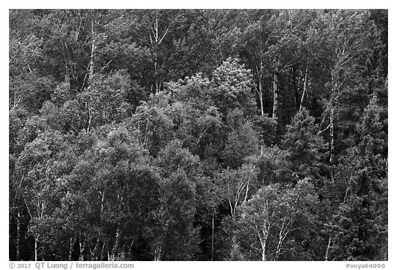 Birch grove on hillside. Voyageurs National Park (black and white)