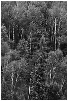 Birch trees in the summer. Voyageurs National Park ( black and white)