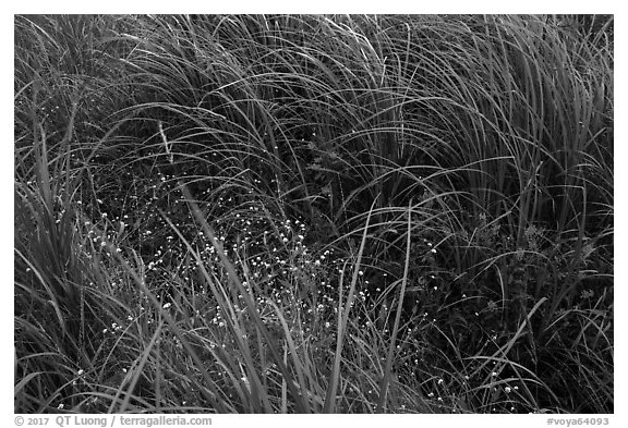 Tall grasses and wildflowers. Voyageurs National Park (black and white)