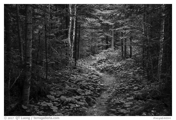 Trail in forest. Voyageurs National Park (black and white)