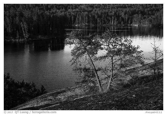 Two pine trees above Anderson Bay. Voyageurs National Park (black and white)