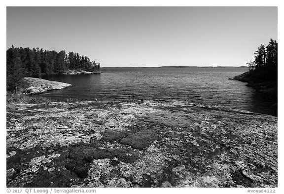 Mosses on granite slab, Windmill Rock Cove. Voyageurs National Park (black and white)