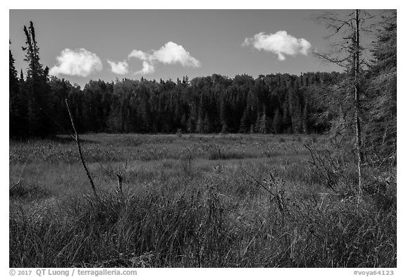 Marshy area. Voyageurs National Park (black and white)