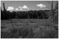 Marshy area. Voyageurs National Park ( black and white)