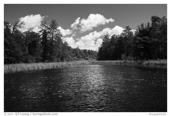 Channel with aquatic plants, Big Island. Voyageurs National Park (black and white)