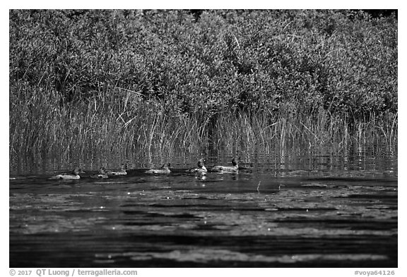 Ducks, Big Island. Voyageurs National Park (black and white)