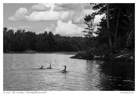 Loons, Namakan Lake. Voyageurs National Park (black and white)