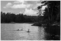 Loons, Namakan Lake. Voyageurs National Park ( black and white)
