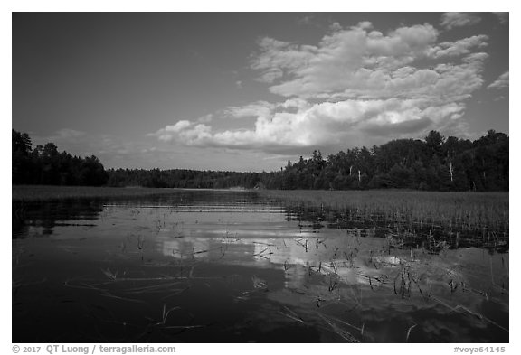 Small arm of Sand Point Lake with aquatic plants. Voyageurs National Park (black and white)