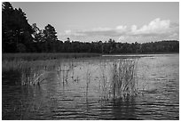 Northwest Bay, Crane Lake. Voyageurs National Park ( black and white)