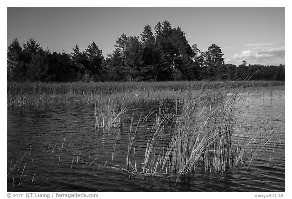 Aquatic plants, Northwest Bay, Crane Lake. Voyageurs National Park (black and white)