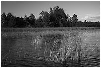 Aquatic plants, Northwest Bay, Crane Lake. Voyageurs National Park ( black and white)