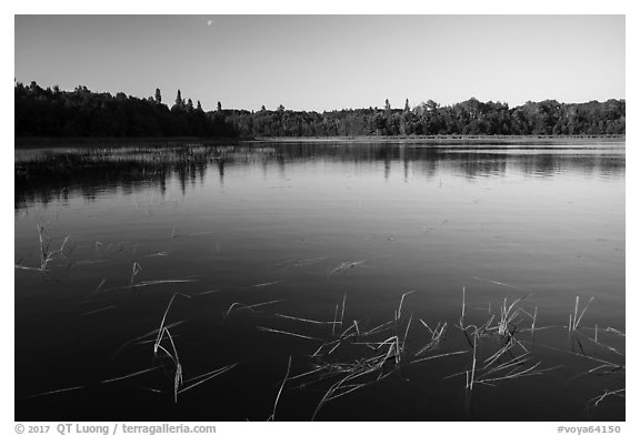 Water grasses and reflections, Northwest Bay, Crane Lake. Voyageurs National Park (black and white)