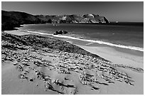 Sand dunes and Cuyler Harbor, afternoon, San Miguel Island. Channel Islands National Park, California, USA. (black and white)