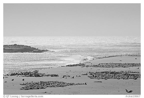 Point Bennett, mid-day, San Miguel Island. Channel Islands National Park (black and white)