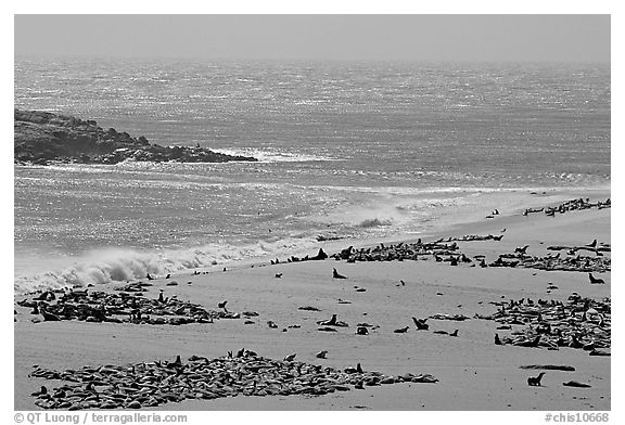 Point Bennett and pinniped colonies, mid-day, San Miguel Island. Channel Islands National Park, California, USA.