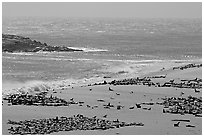 Point Bennett and pinniped colonies, mid-day, San Miguel Island. Channel Islands National Park ( black and white)