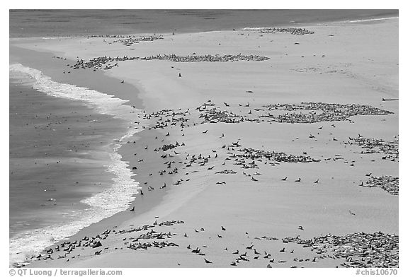 Sea lions and seals on  beach, Point Bennett, San Miguel Island. Channel Islands National Park, California, USA.