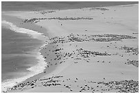 Sea lions and seals on  beach, Point Bennett, San Miguel Island. Channel Islands National Park, California, USA. (black and white)