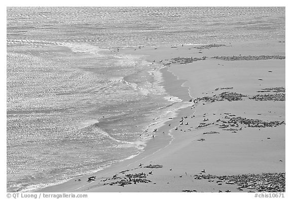 Piniped rookery on  north side of Point Bennet, San Miguel Island. Channel Islands National Park (black and white)