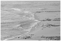 Piniped rookery on  north side of Point Bennet, San Miguel Island. Channel Islands National Park, California, USA. (black and white)