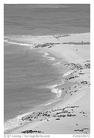 Sea lion and seals rookery on  north side of Point Bennett, San Miguel Island. Channel Islands National Park (black and white)