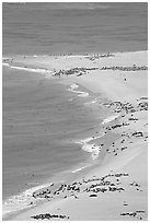 Sea lion and seals rookery on  north side of Point Bennett, San Miguel Island. Channel Islands National Park ( black and white)