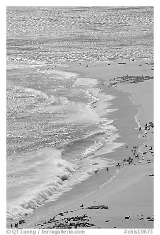 Point Bennet pinniped rookery, Point Bennett, San Miguel Island. Channel Islands National Park (black and white)