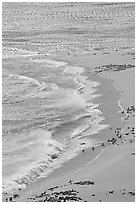 Point Bennet pinniped rookery, Point Bennett, San Miguel Island. Channel Islands National Park ( black and white)