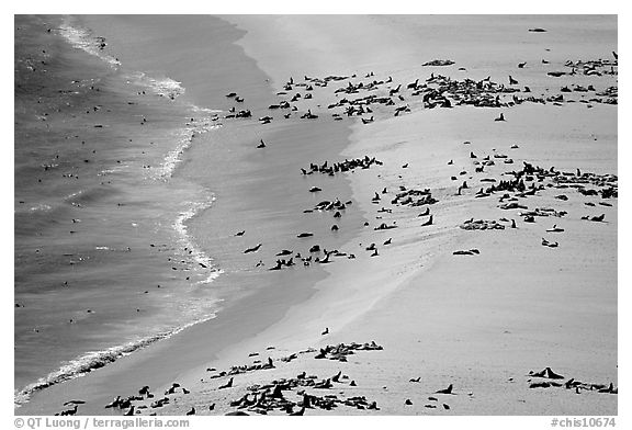 Seals and sea lions hauled out on  beach, San Miguel Island. Channel Islands National Park, California, USA.