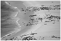 Seals and sea lions hauled out on  beach, San Miguel Island. Channel Islands National Park, California, USA. (black and white)
