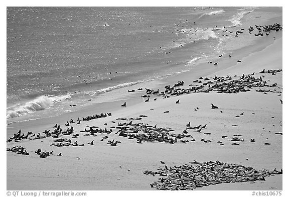 Pinnipeds hauled out on  beach, Point Bennet, San Miguel Island. Channel Islands National Park (black and white)